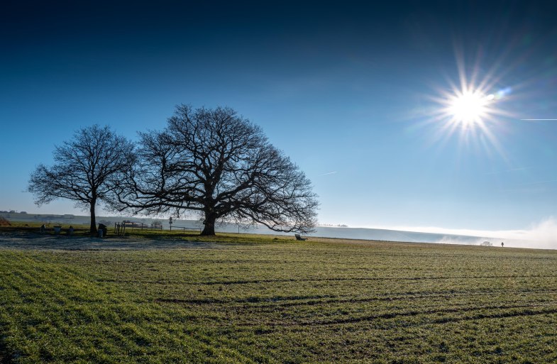 Adolfseiche | © Klaus Breitkreutz