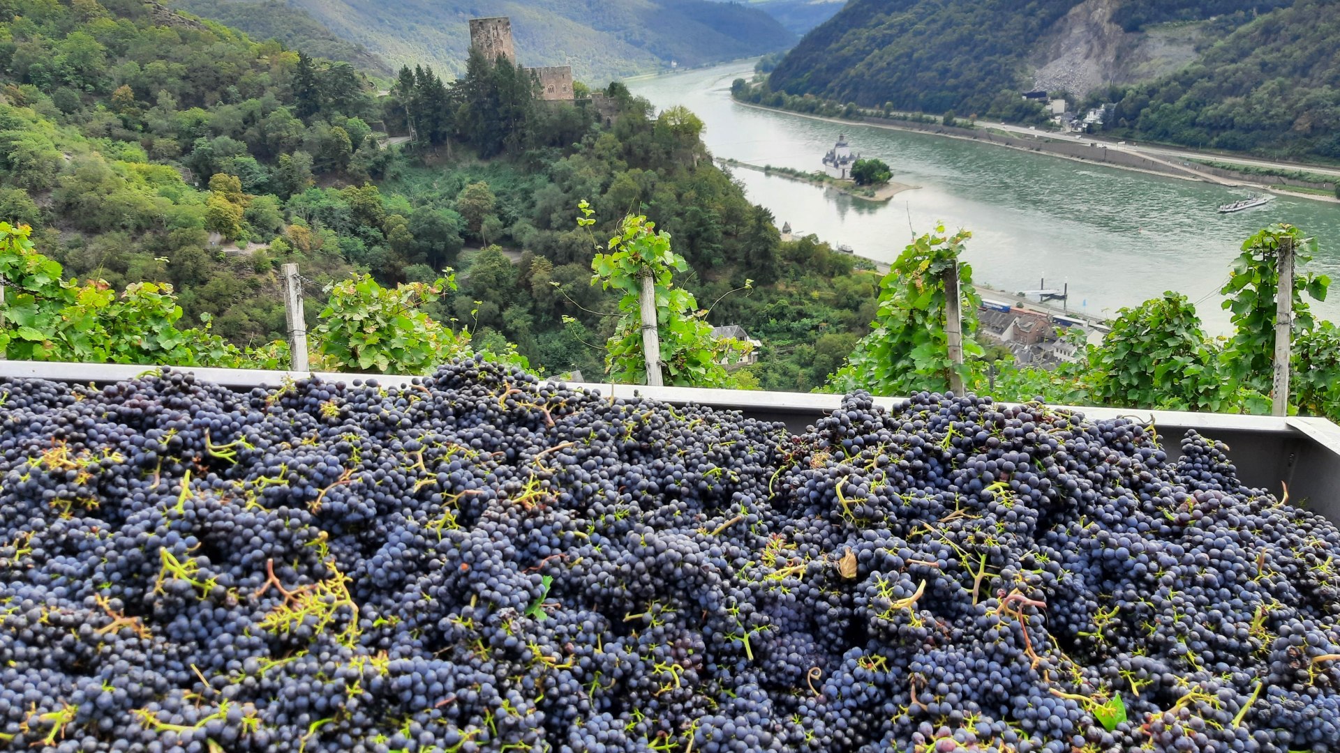 Traubenlese | © Bahles Traubenlese | © Bahles