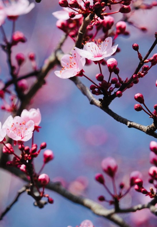 DSC03285 | © AnyaFi