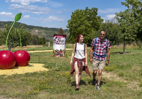 Kirschenpfad | © Katja S. Verhoeven Kirschenpfad | © Katja S. Verhoeven