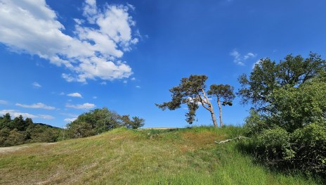 Rheinsteig | &copy; Ulrike Dallmann