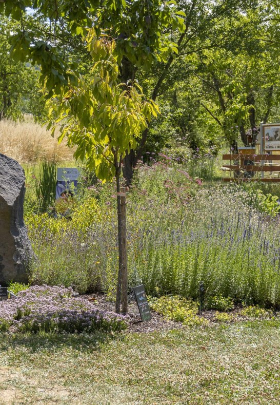 Garten | &copy; Katja S. Verhoeven