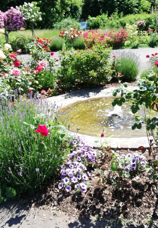 Rosen2 | © Birgit Biller Rosen2 | © Birgit Biller