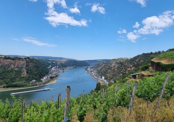 Weinberge | &copy; Ulrike Dallmann
