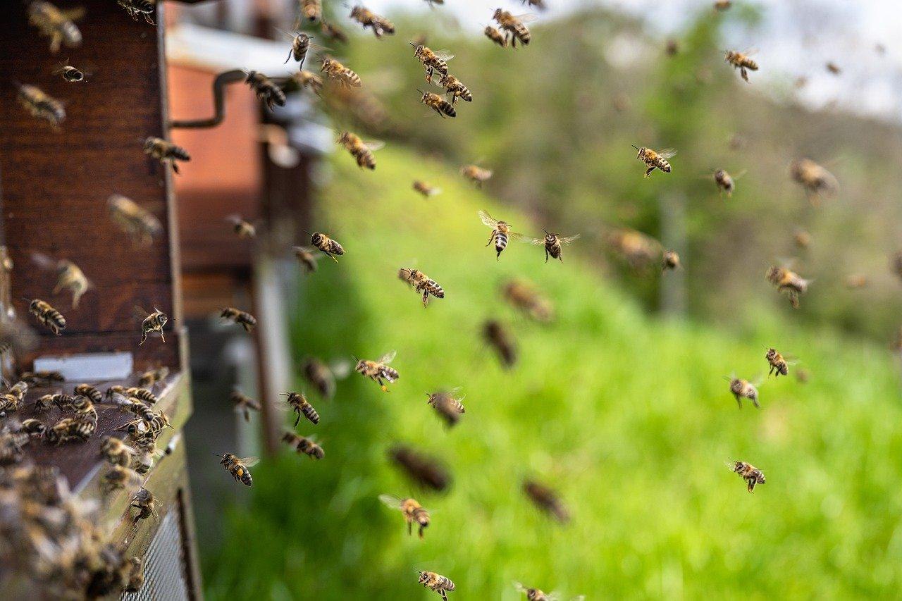 Bienen | © Pixabay Bienen | © Pixabay