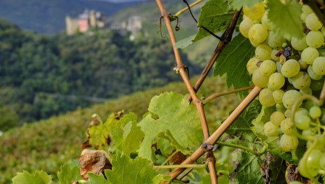 Traubenlese | © Stefan Sobotta